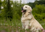 08 Balu
